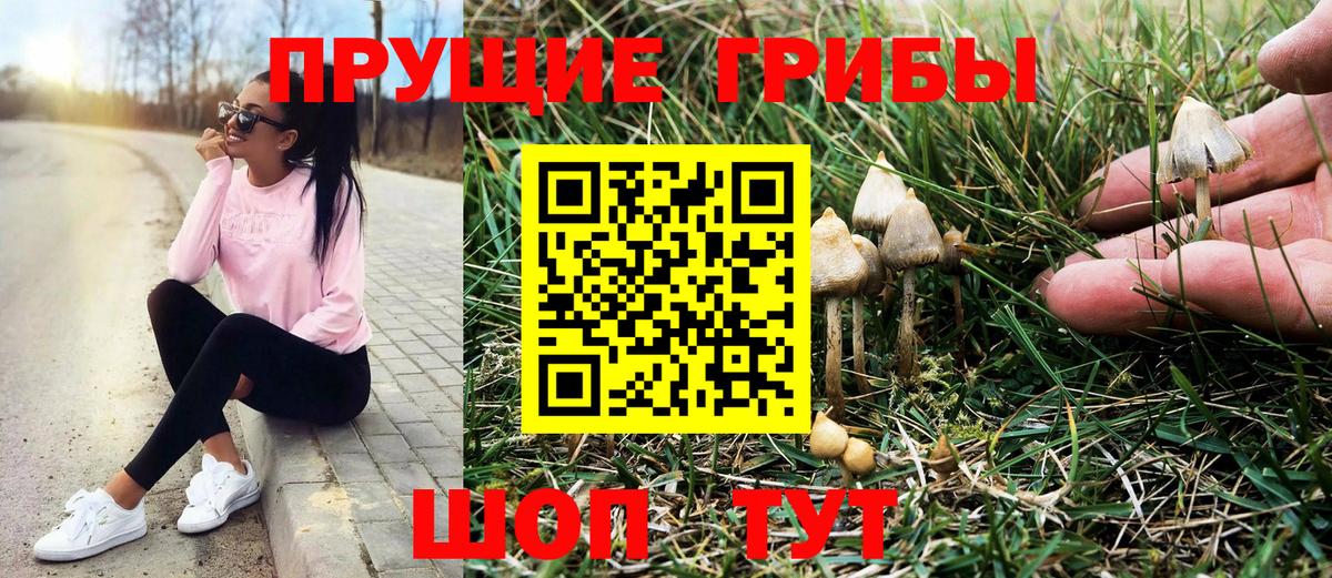 Галлюциногенные грибы Psilocybine cubensis  Вход с VPN  Благодарный 